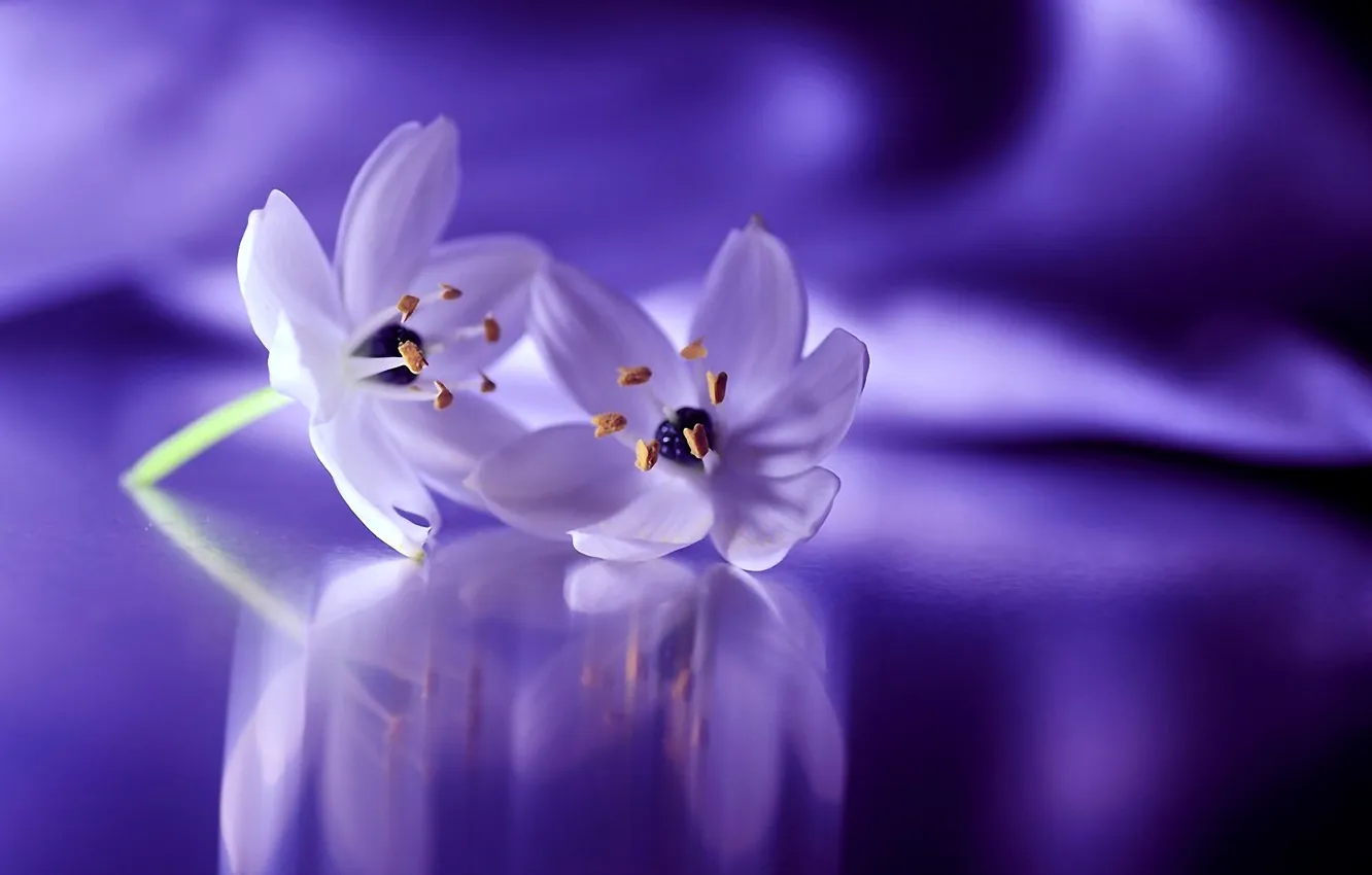 Photo wallpaper flowers, nature, petals, flowers