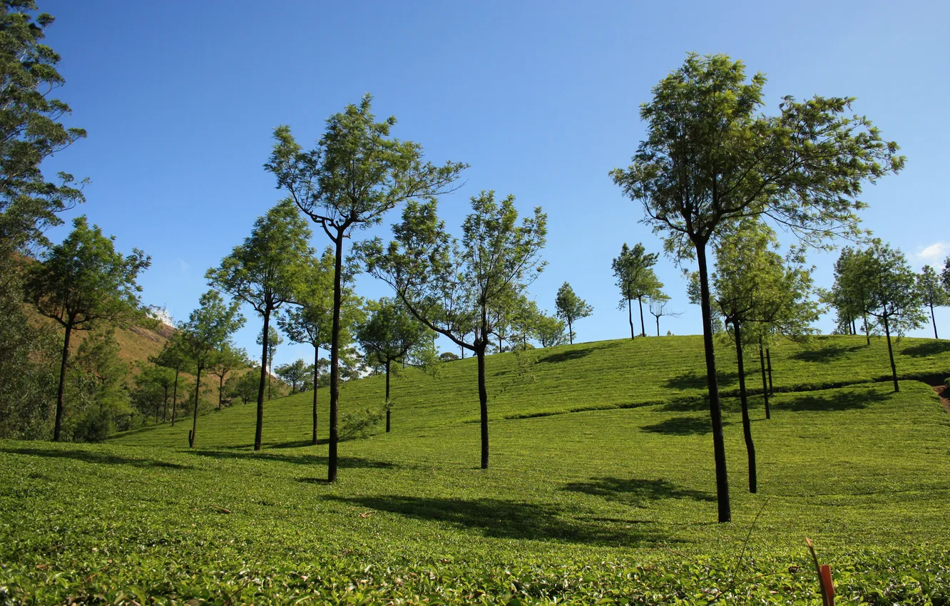 Photo wallpaper the sky, trees, hills, tea, plantation