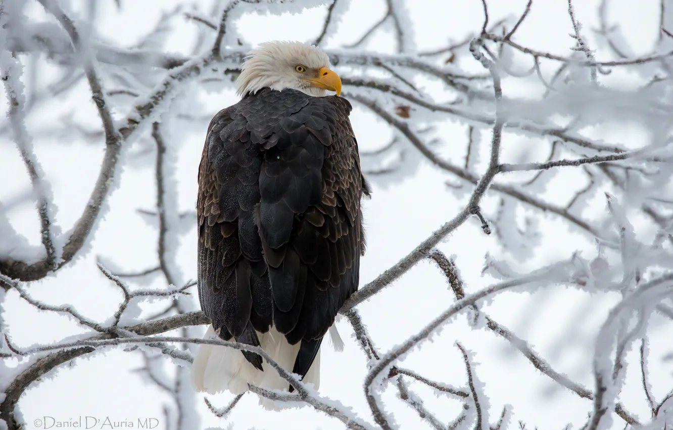 Photo wallpaper snow, branches, eagle