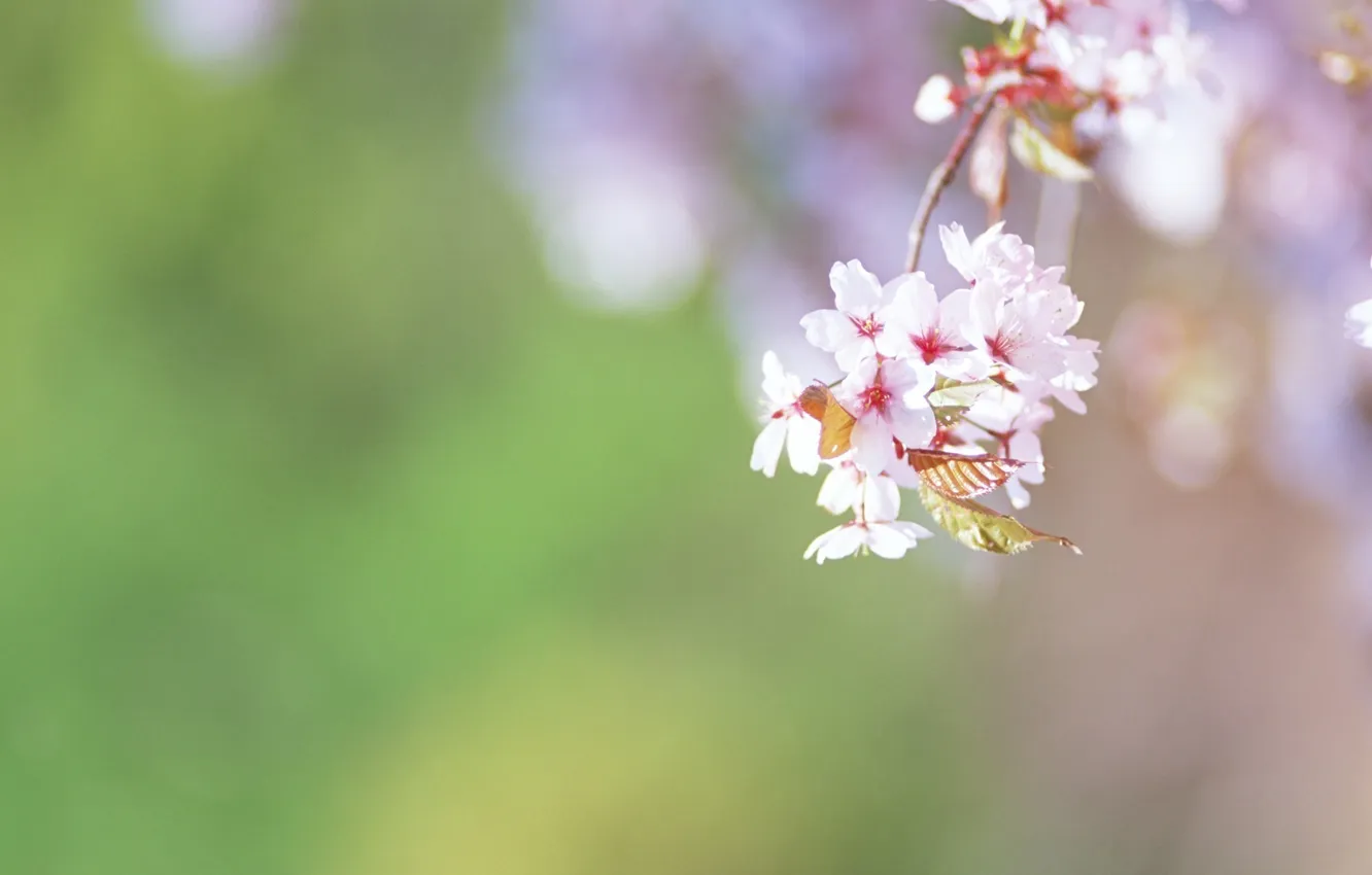 Photo wallpaper macro, flowers, cherry, sprig, tenderness, color, spring, blur