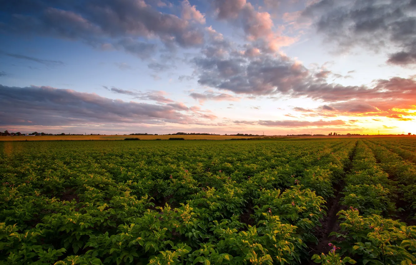 Photo wallpaper field, landscape, sunset, potatoes