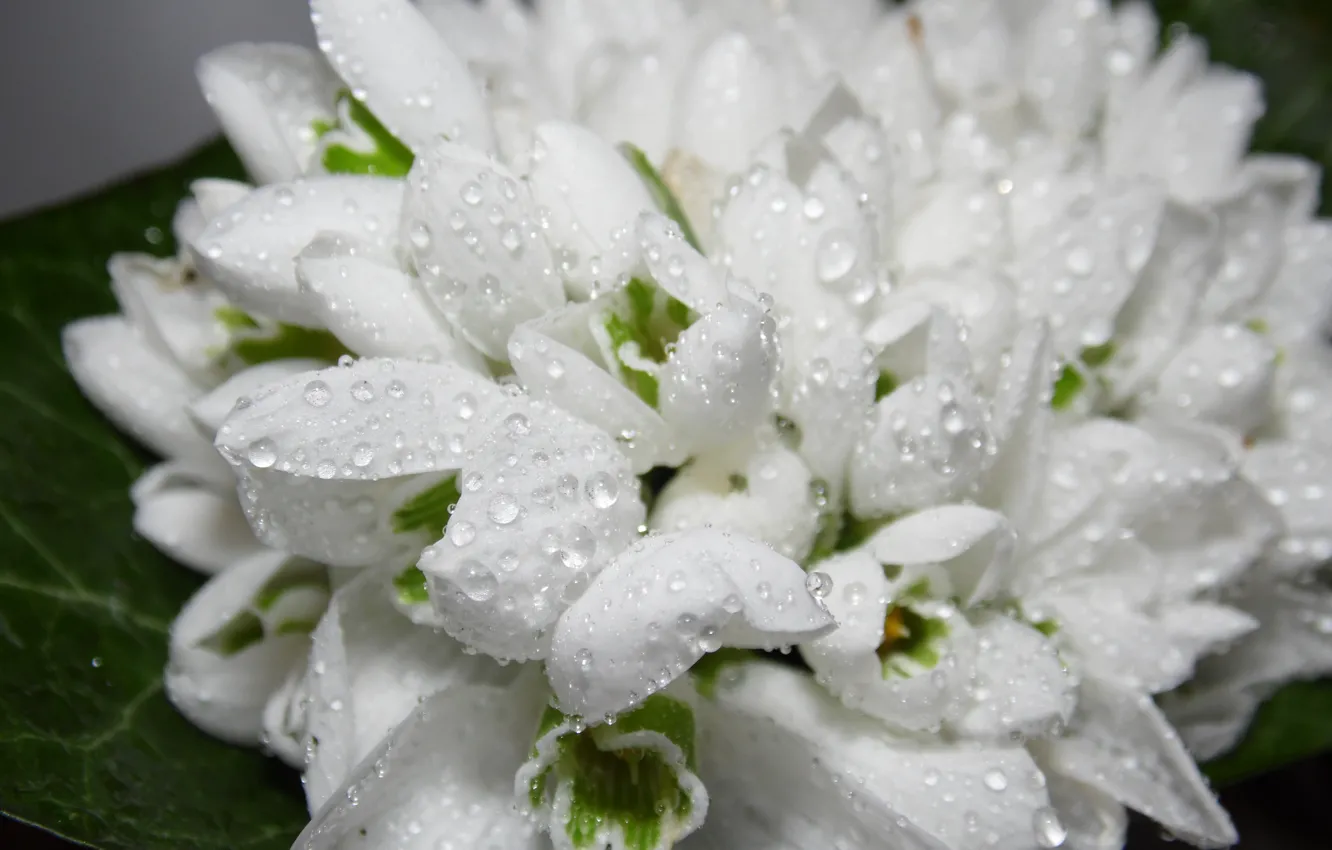 Photo wallpaper drops, flowers, Rosa, spring, snowdrops, white