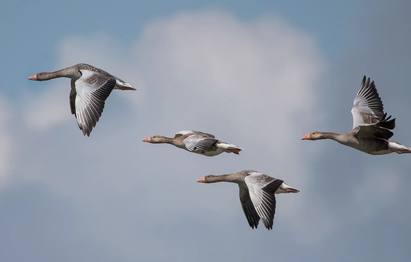 Photo wallpaper the sky, flight, birds, pack, goose, geese, fly