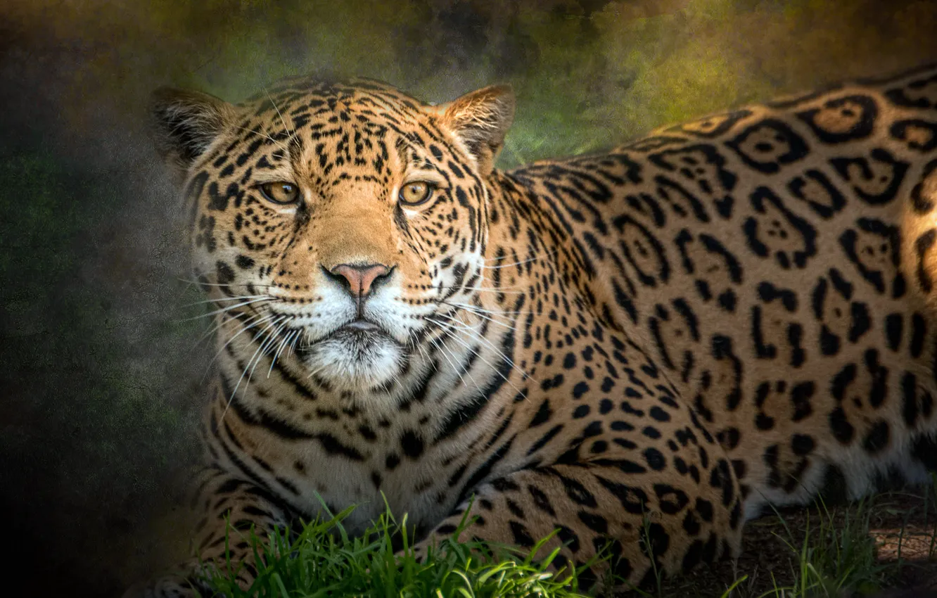Photo wallpaper predator, spot, Jaguar