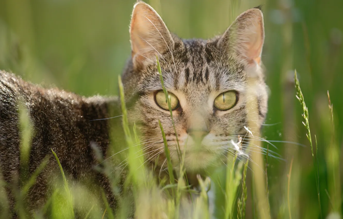 Photo wallpaper cat, grass, cat, look, portrait, bokeh