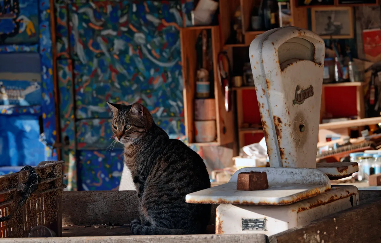 Photo wallpaper cat, cat, Libra