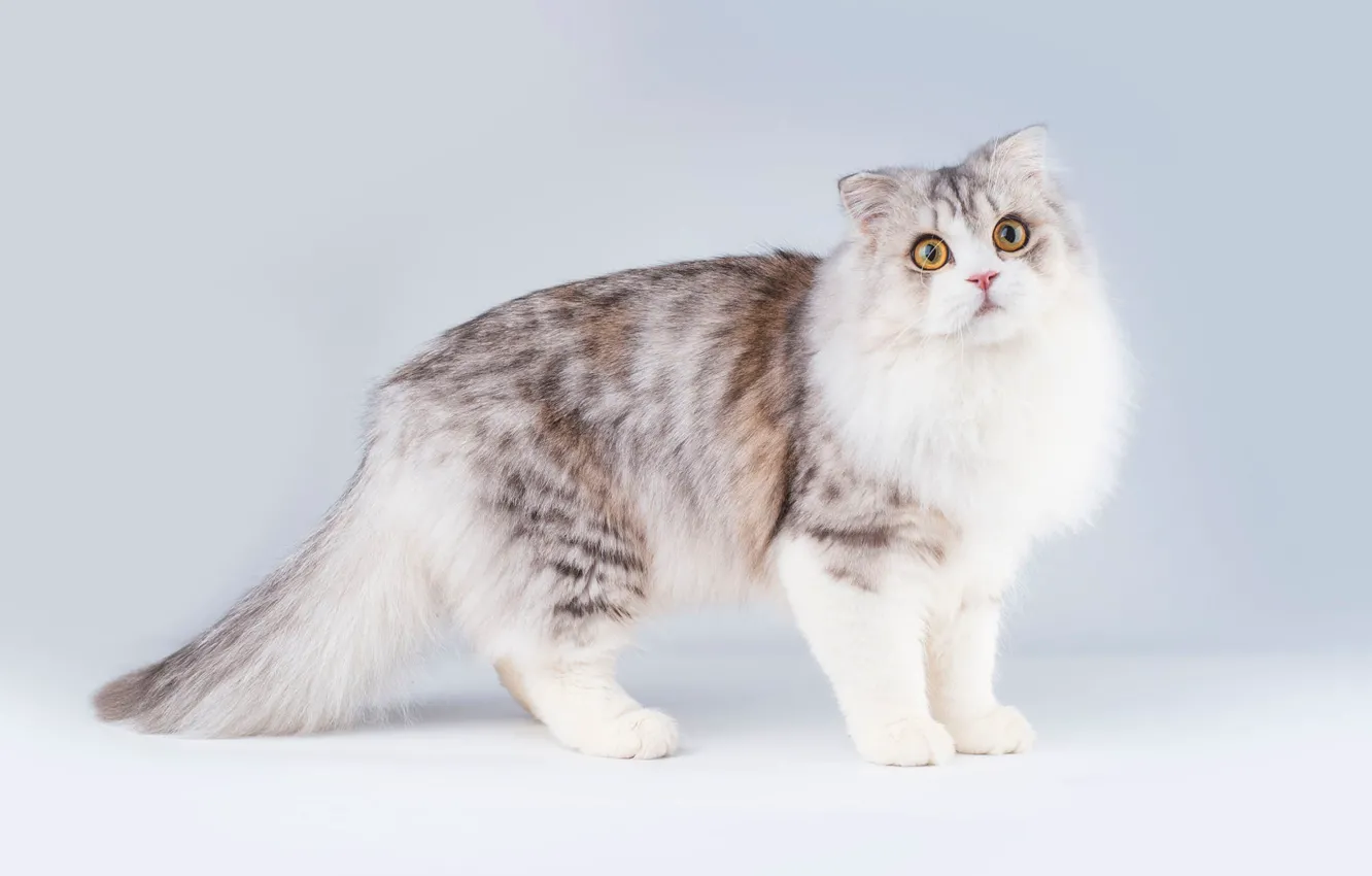 Photo wallpaper cat, cat, look, face, pose, paws, fluffy, muzzle