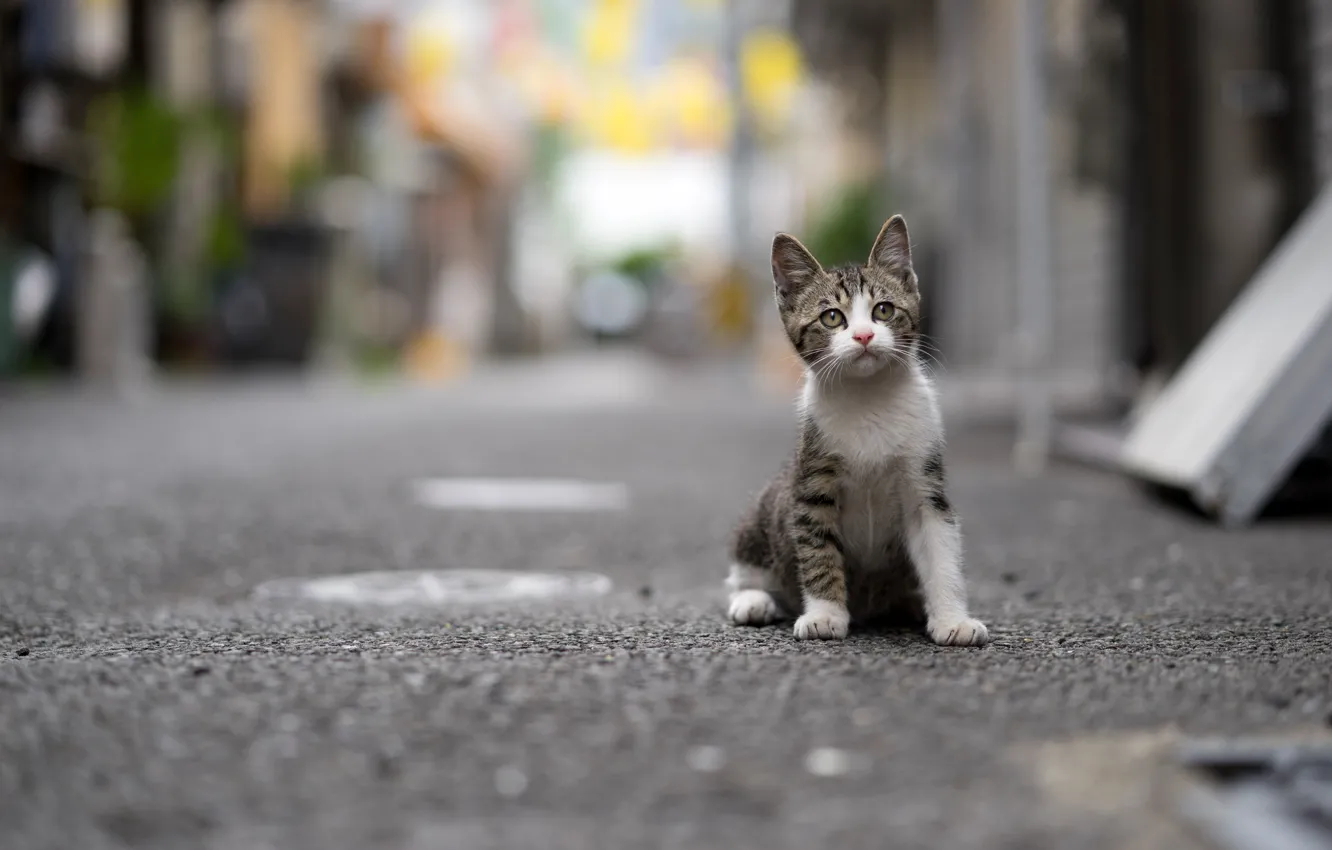 Photo wallpaper kitty, street, baby