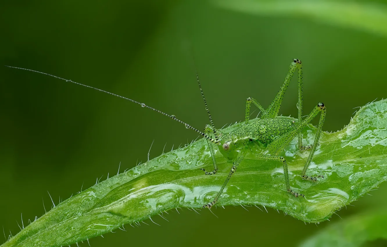 Photo wallpaper nature, insect, grasshopper