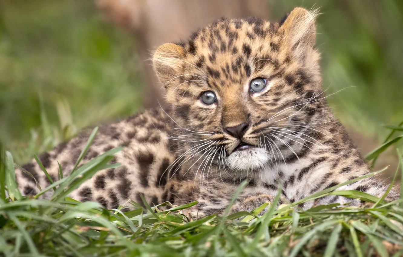 Photo wallpaper grass, leopard, cub, kitty, face, wild cat