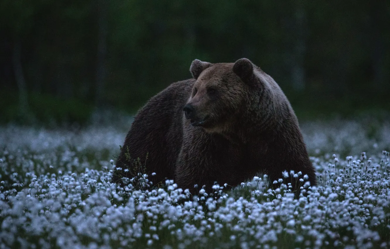 Photo wallpaper forest, bear, walk, twilight, twilight, brown, cotton