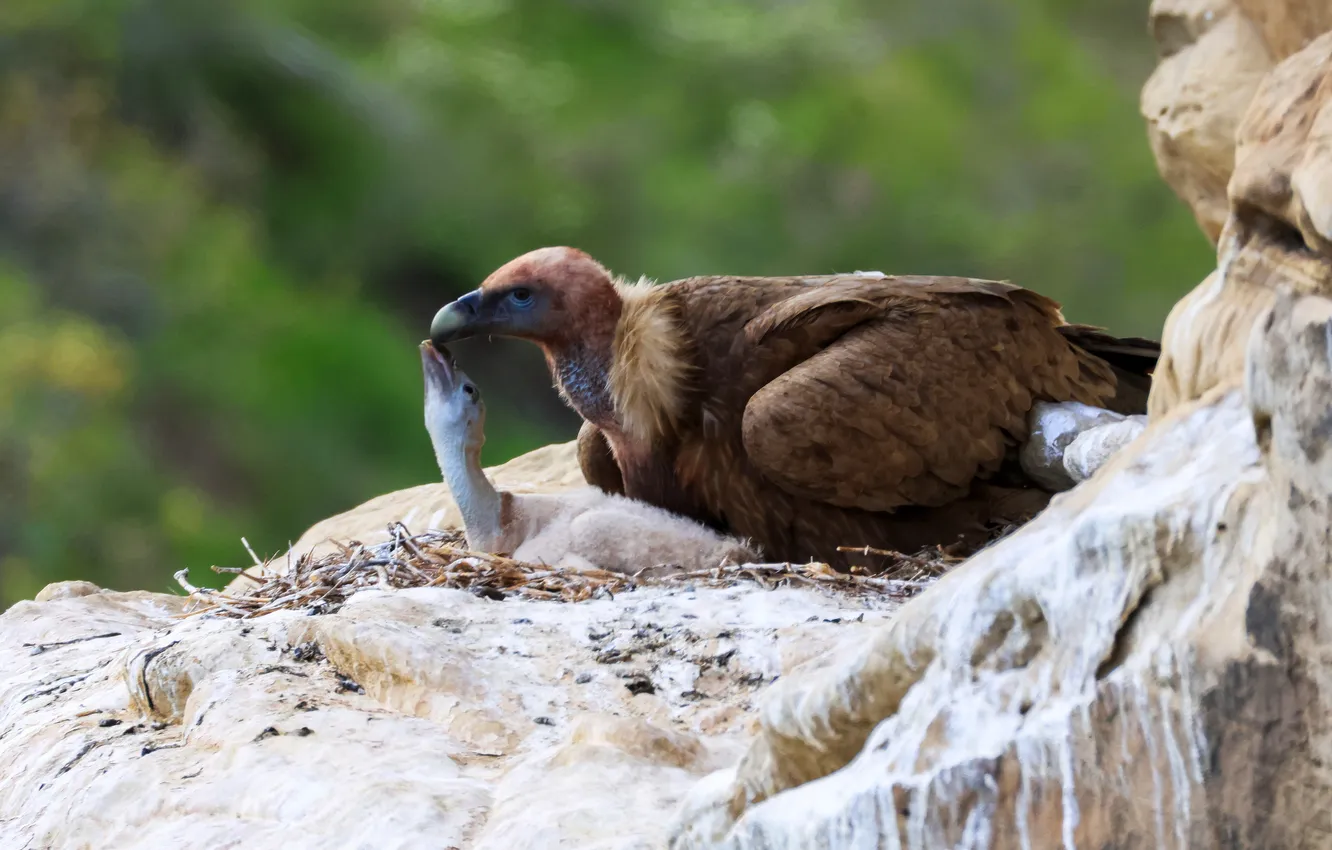 Photo wallpaper tenderness, predator, socket, Chicks, bokeh, mother, Magov Marat, The white-billed barn owl