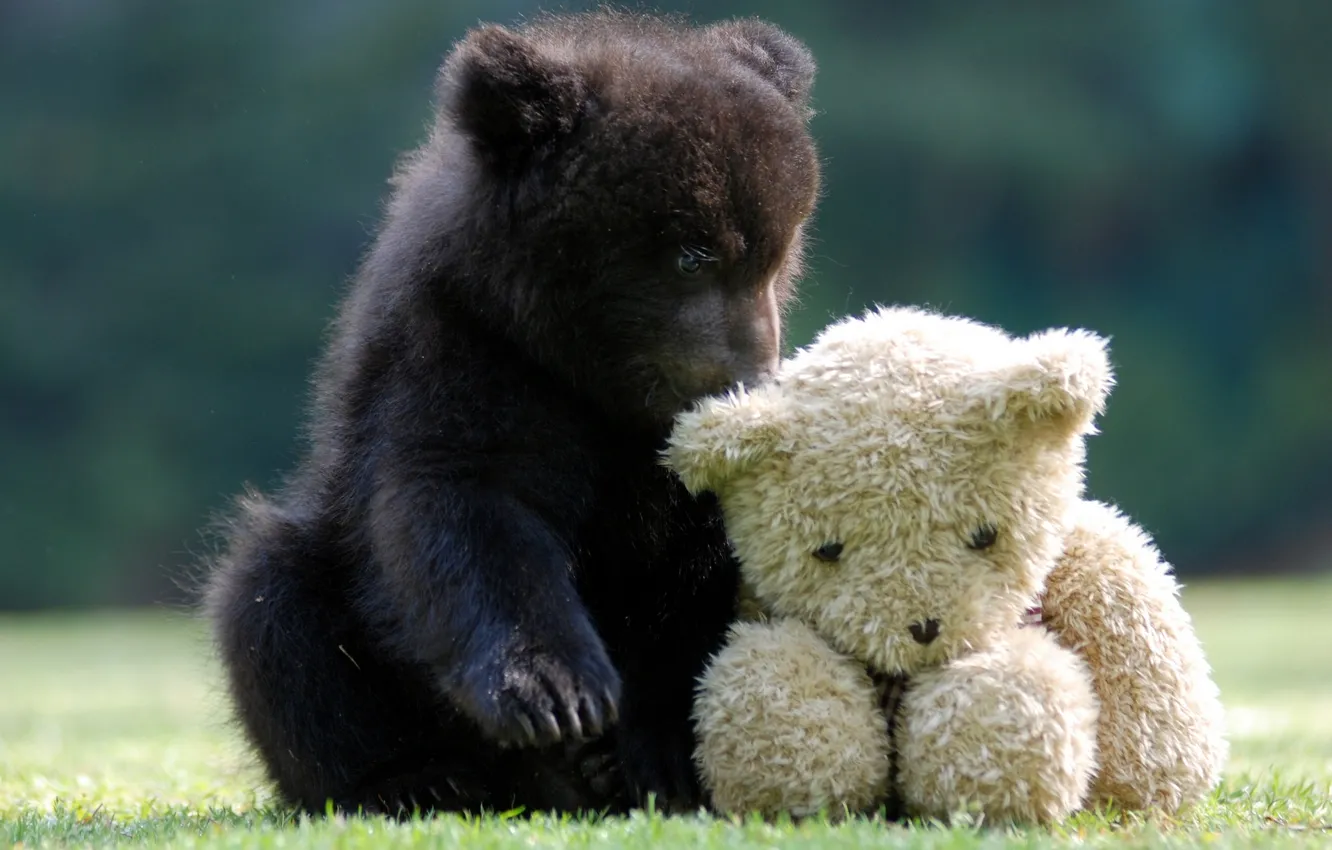 Photo wallpaper toy, bear, Teddy bear