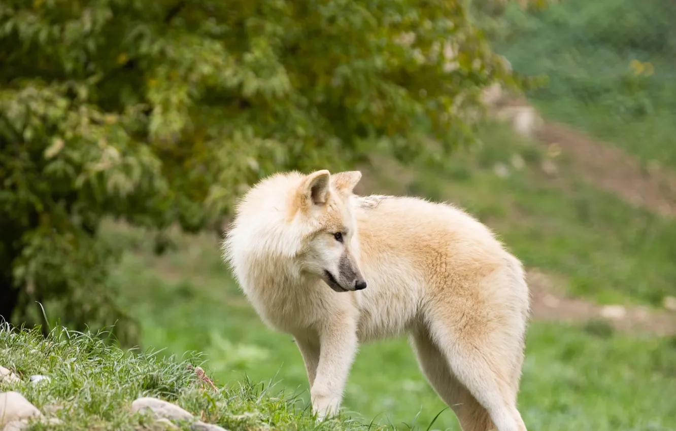Photo wallpaper Predator, nature, animal, wolf, wildlife, portrait, portrait., Canis lupus. face
