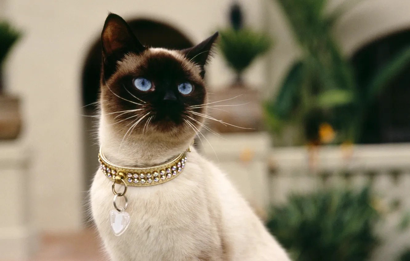 Photo wallpaper cat, collar, Siamese