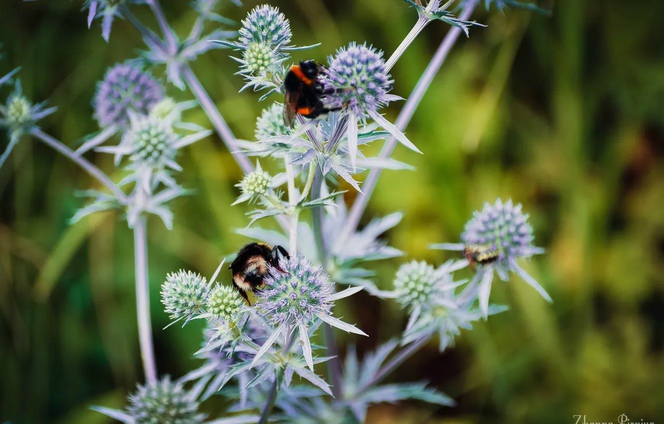 Photo wallpaper summer, grass, bee, the sun