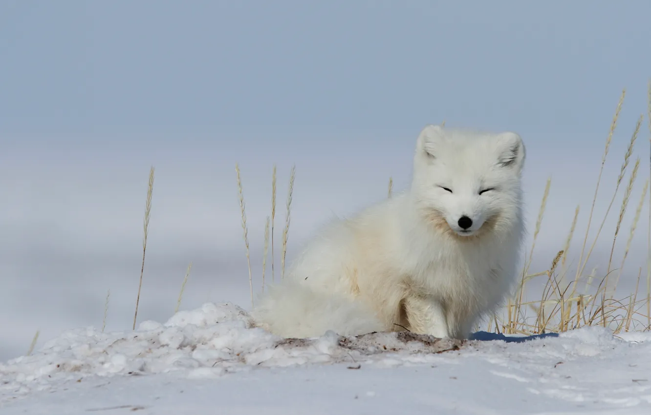 Photo wallpaper winter, snow, spikelets, Fox, polar Fox