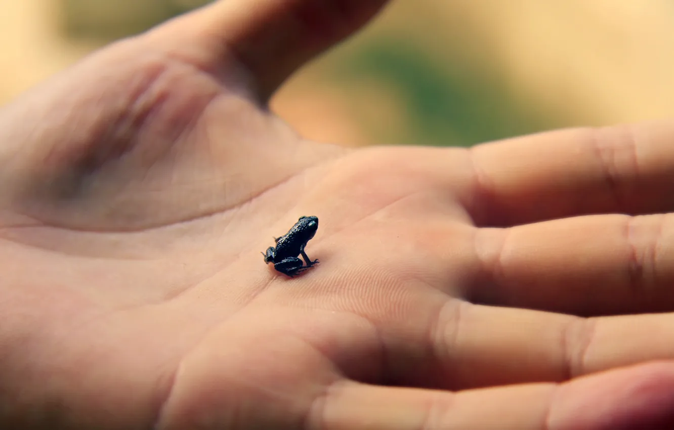 Photo wallpaper frog, hands, brush, palm, SIZE