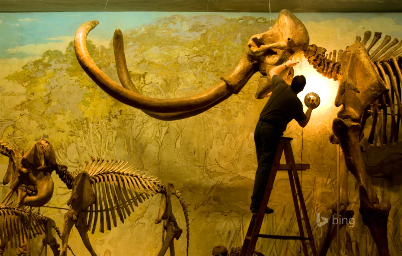 Photo wallpaper USA, Museum, the skeleton of a mammoth, the University of Nebraska