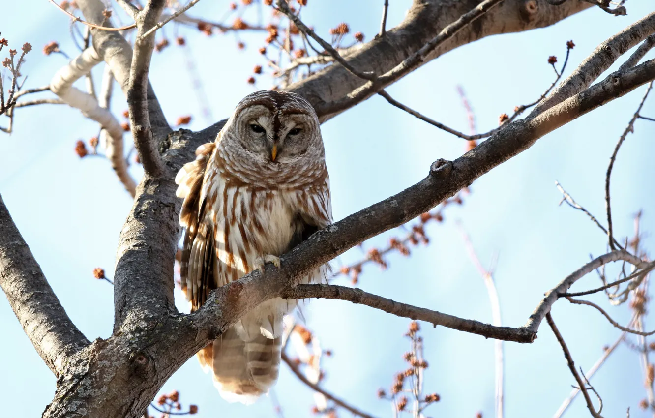 Photo wallpaper the sky, the sun, trees, branches, nature, owl, bird, bokeh