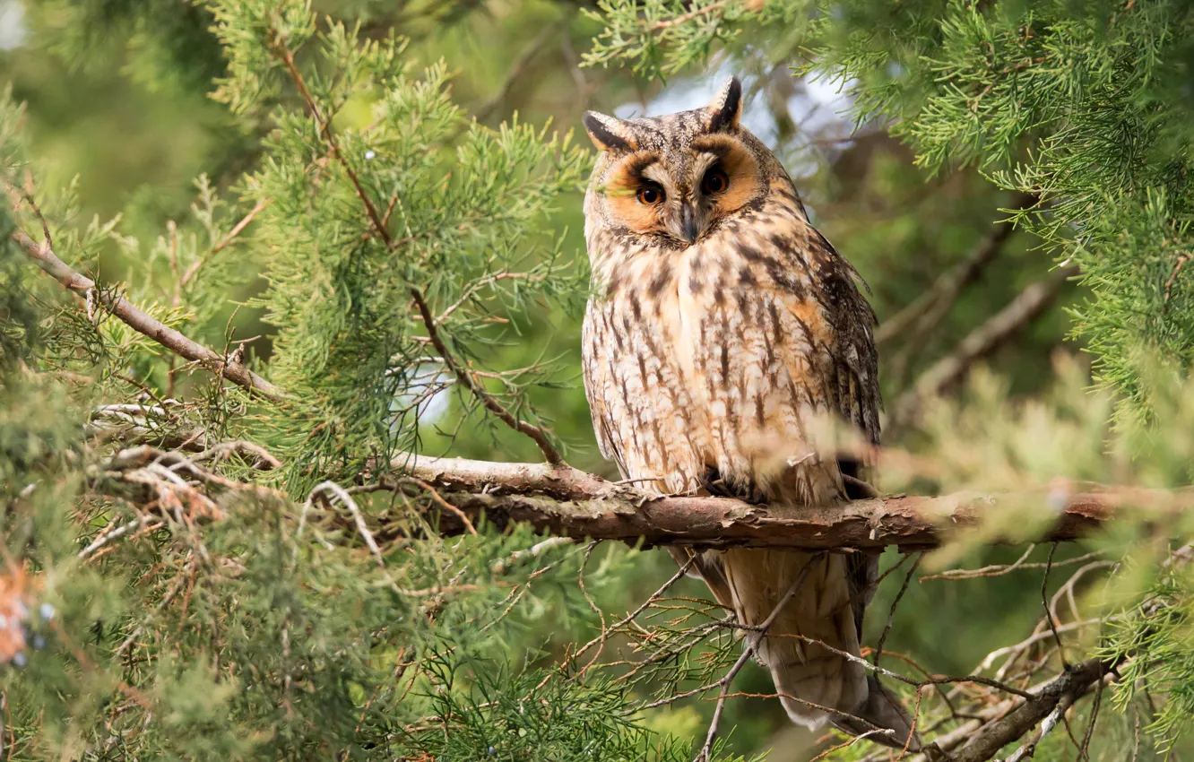 Photo wallpaper forest, look, branches, nature, background, tree, owl, bird
