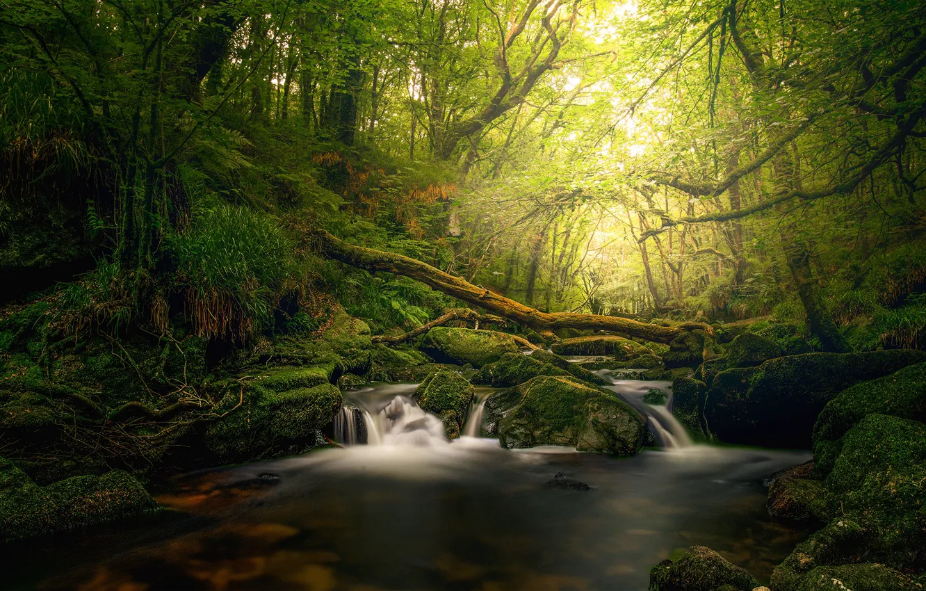 Photo wallpaper greens, forest, summer, light, stones, thickets, waterfall