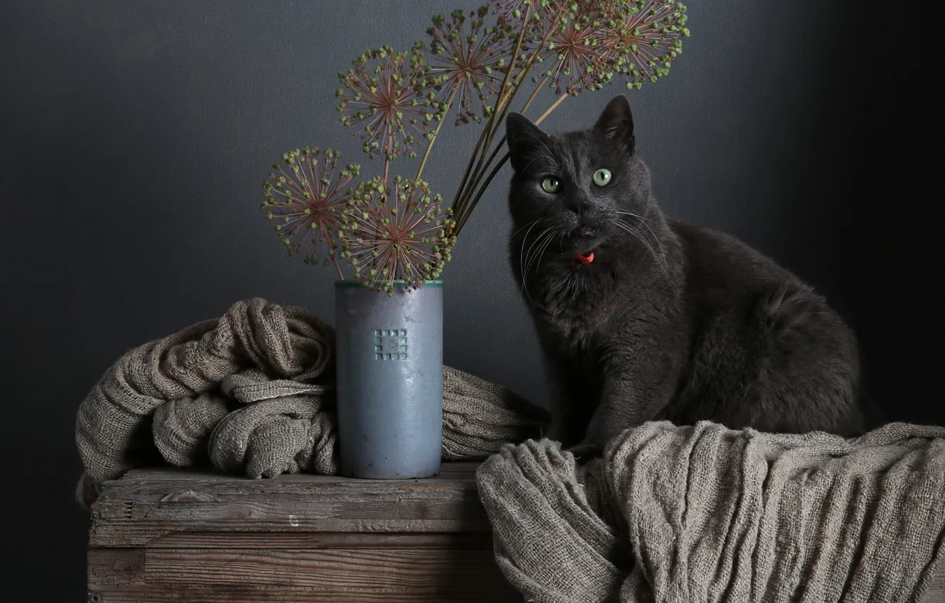 Photo wallpaper cat, cat, look, pose, grey, plant, bouquet, fabric