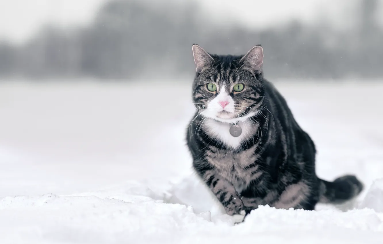 Photo wallpaper winter, cat, cat, snow, grey, walk, striped