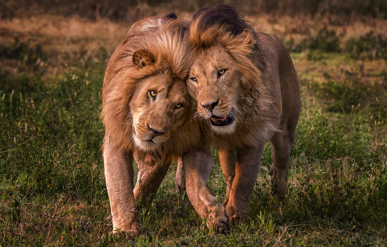 Photo wallpaper field, face, each, Leo, pair, walk, two lions
