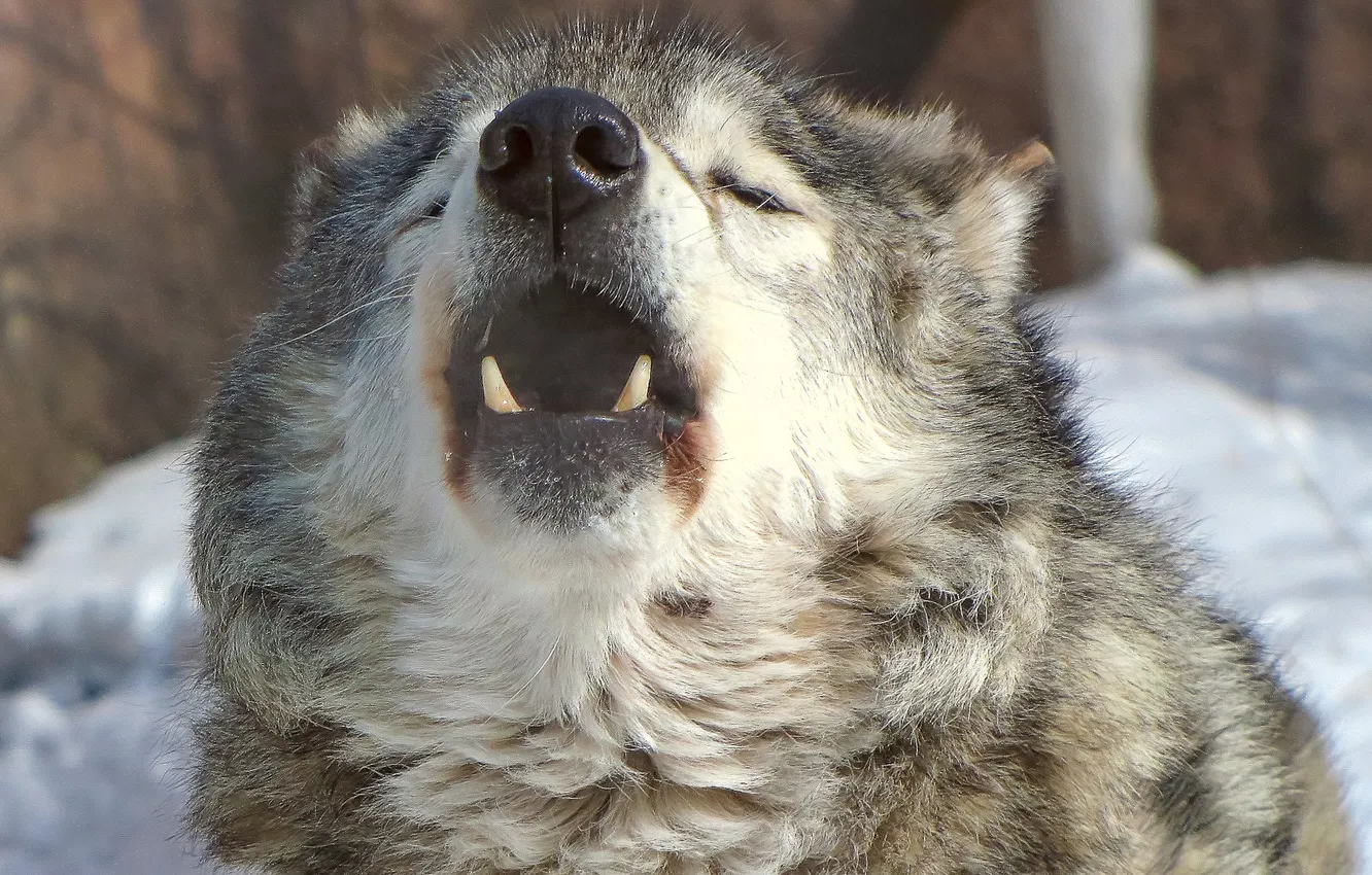 Photo wallpaper Predator, nature, animal, wolf, wildlife, portrait, portrait., Canis lupus. face