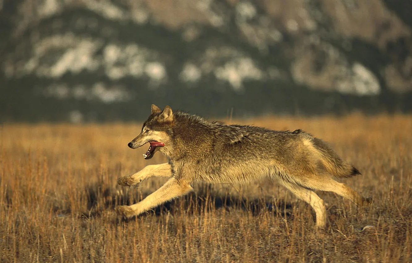 Photo wallpaper nature, Gray Wolf, face, animal, wolf, canis lupus, wildlife, head