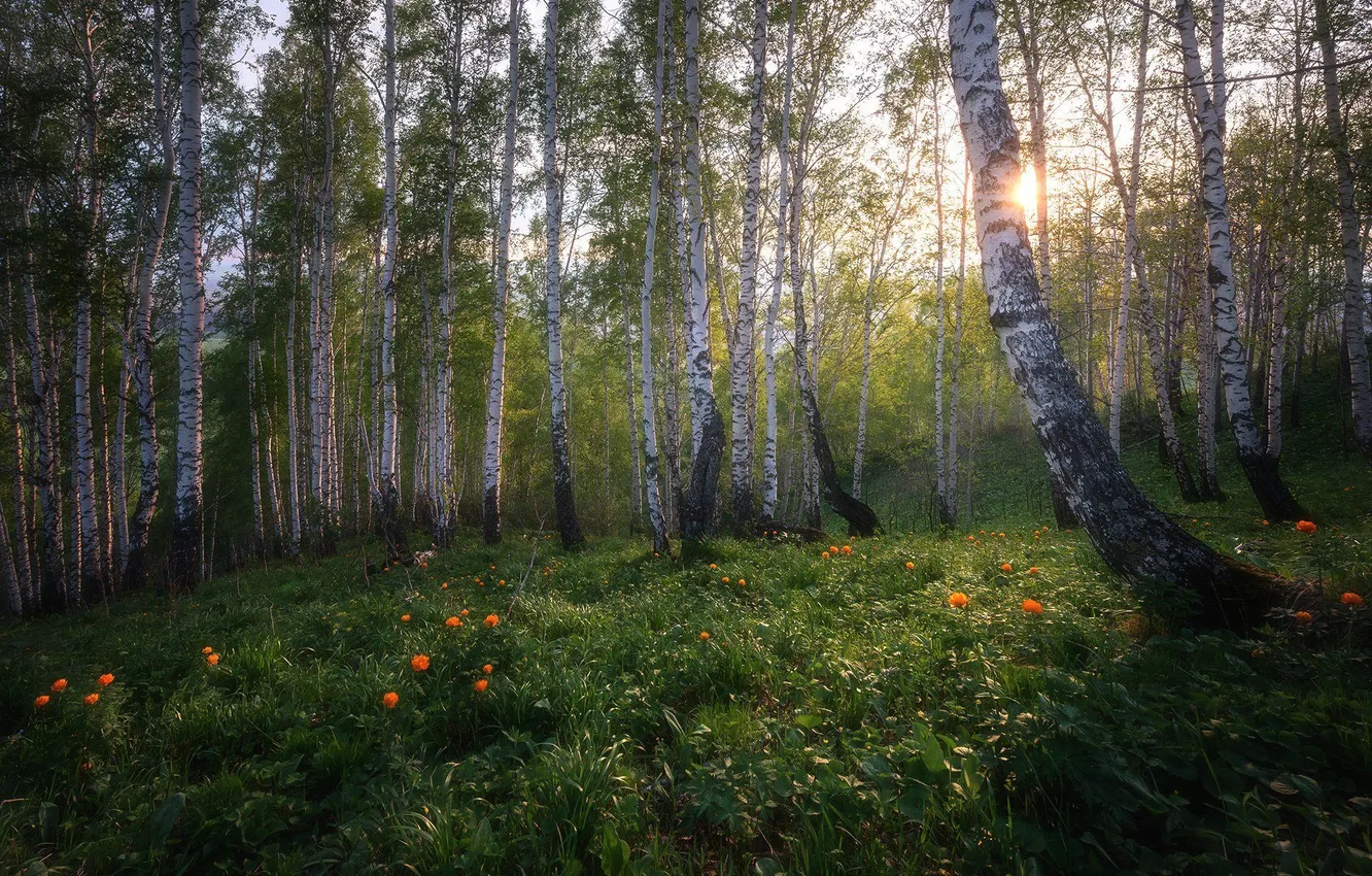 Photo wallpaper forest, the sky, grass, trees, landscape, flowers, nature, glade