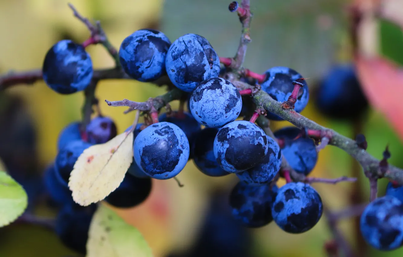 Photo wallpaper branches, blue, berries, fruit, plum, bokeh, drain