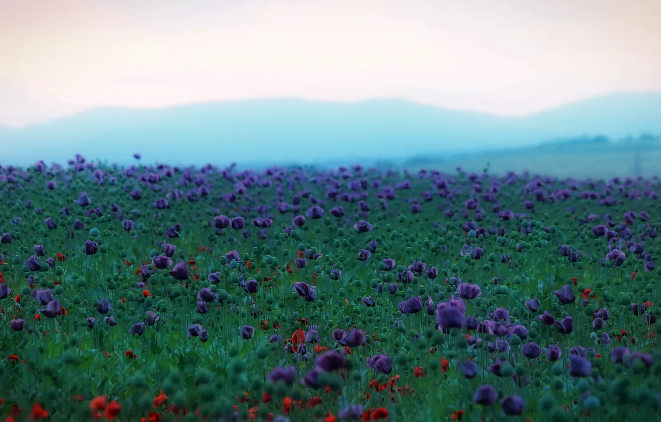 Photo wallpaper field, nature, Maki