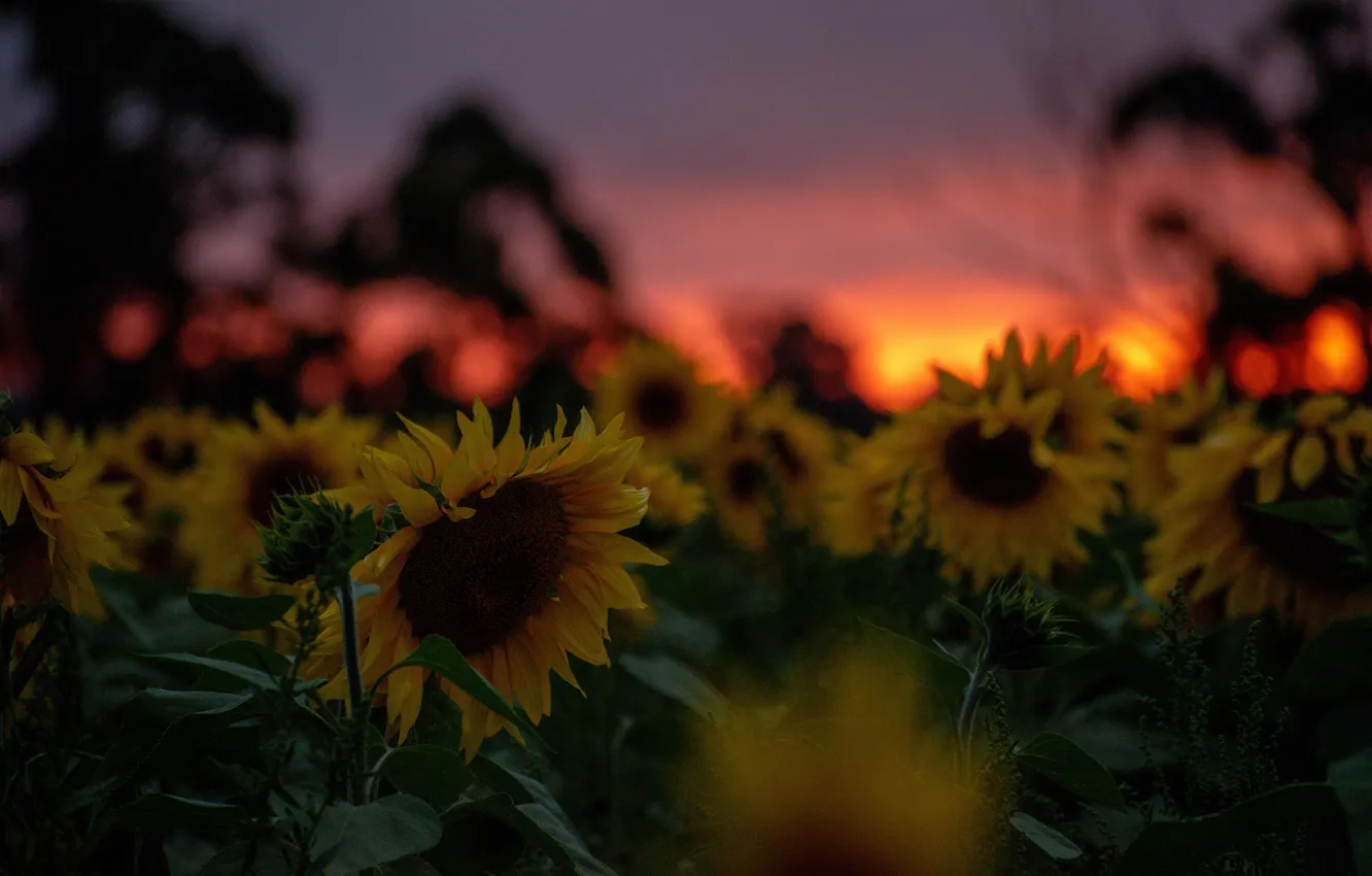 Photo wallpaper sunset, dawn, field of sunflowers