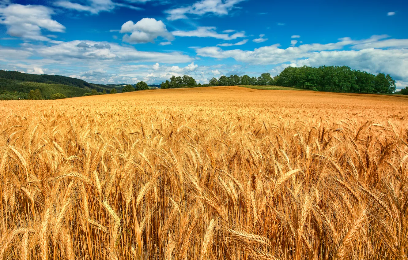 Photo wallpaper wheat, field, forest, the sky, clouds, trees, ears