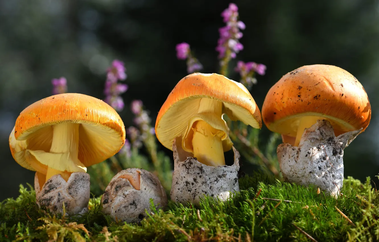 Photo wallpaper flowers, orange, nature, mushrooms, moss, hat, trio, bokeh
