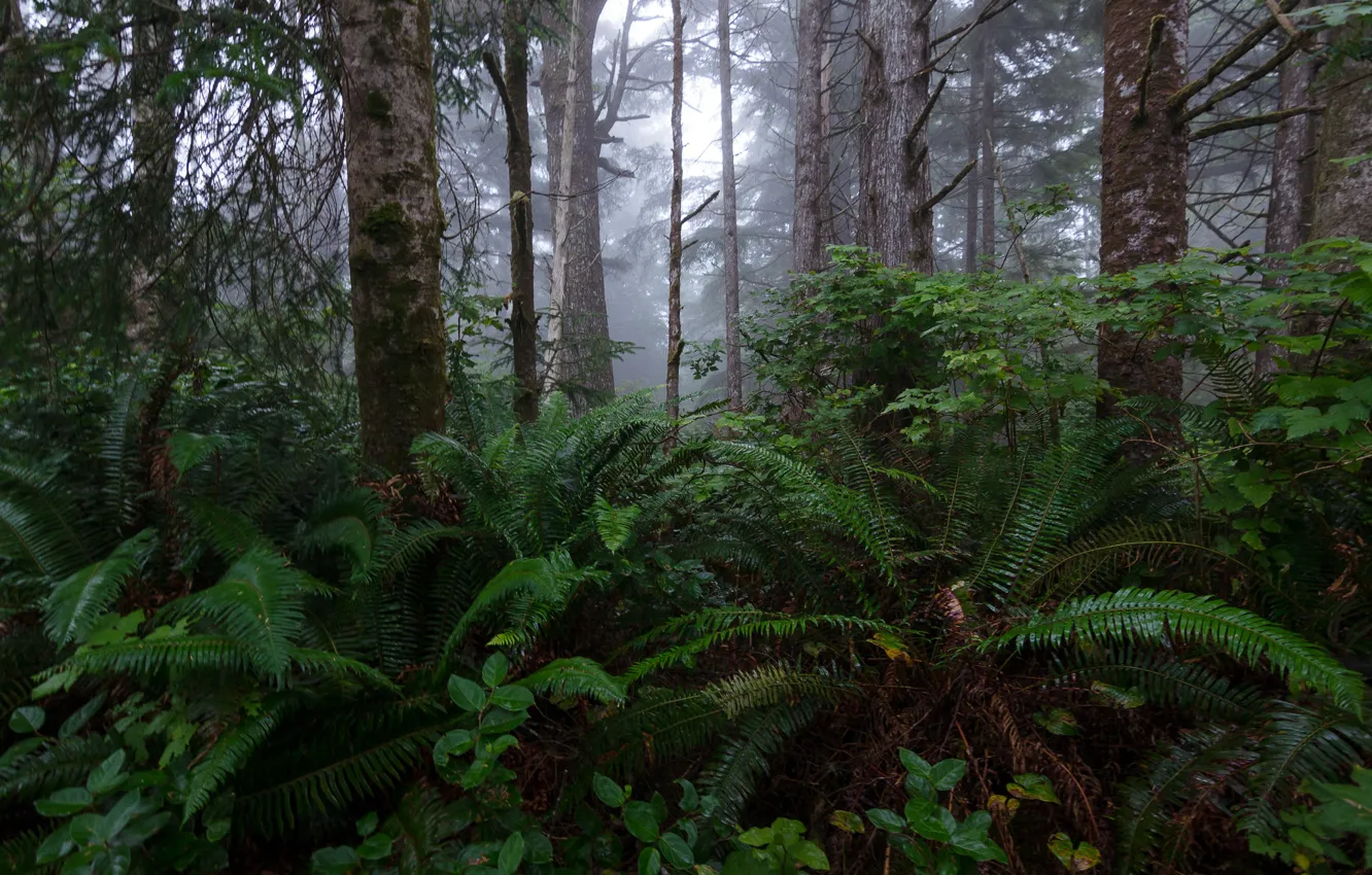 Photo wallpaper forest, trees, nature, fog, USA, Olympic national Park