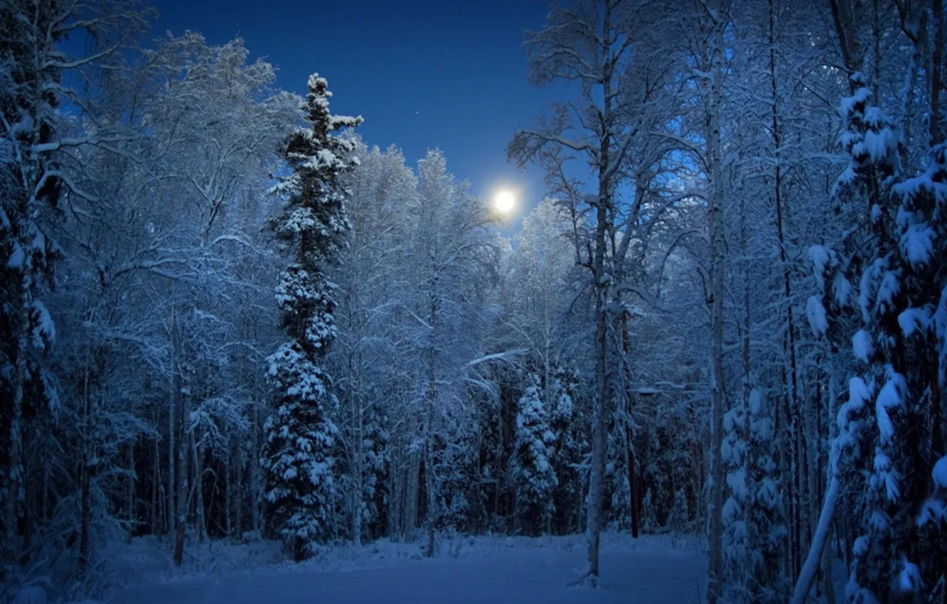 Photo wallpaper winter, forest, the sky, snow, trees, landscape, night, nature