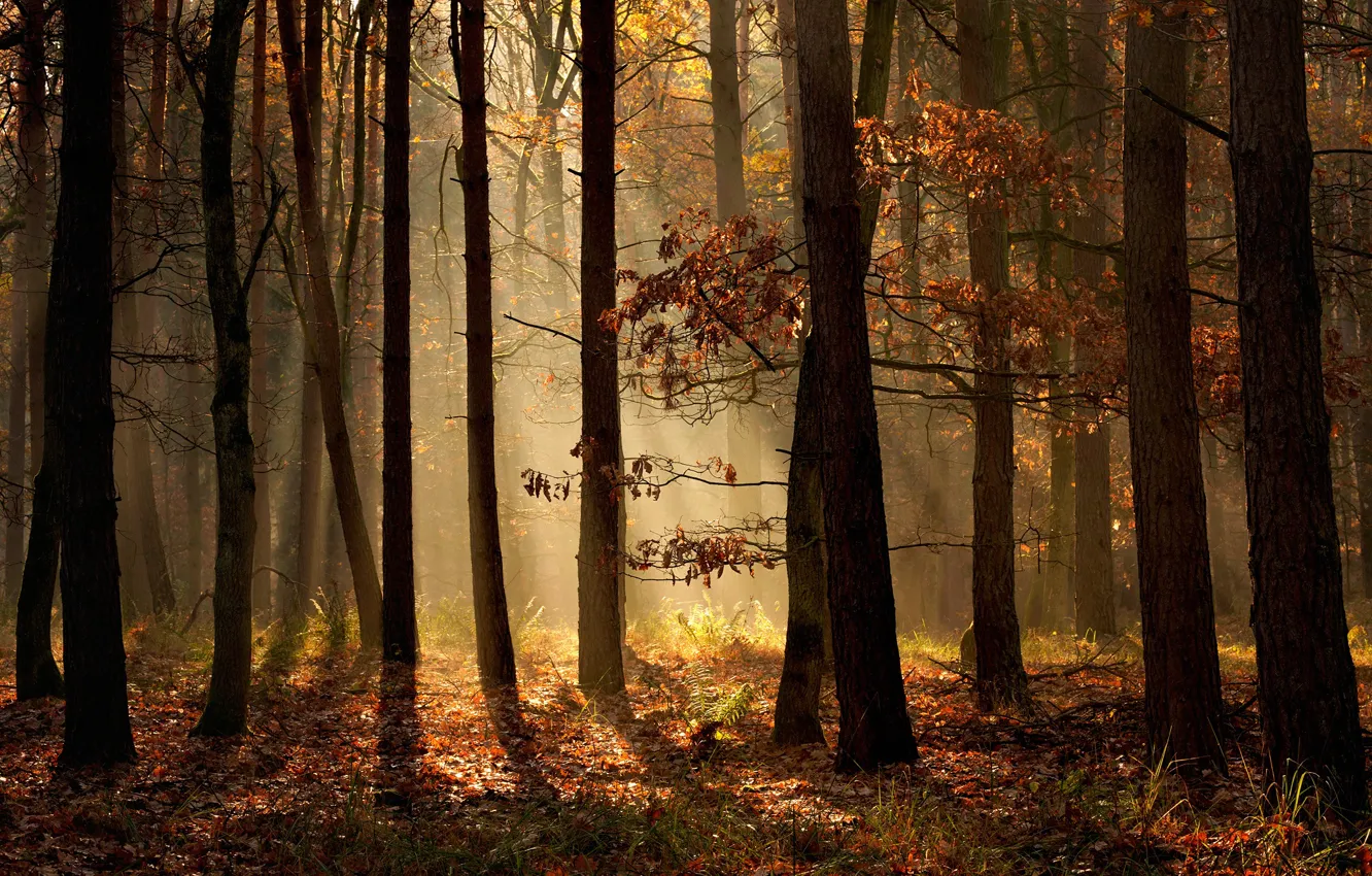 Photo wallpaper autumn, forest, the sun, Radoslaw Dranikowski