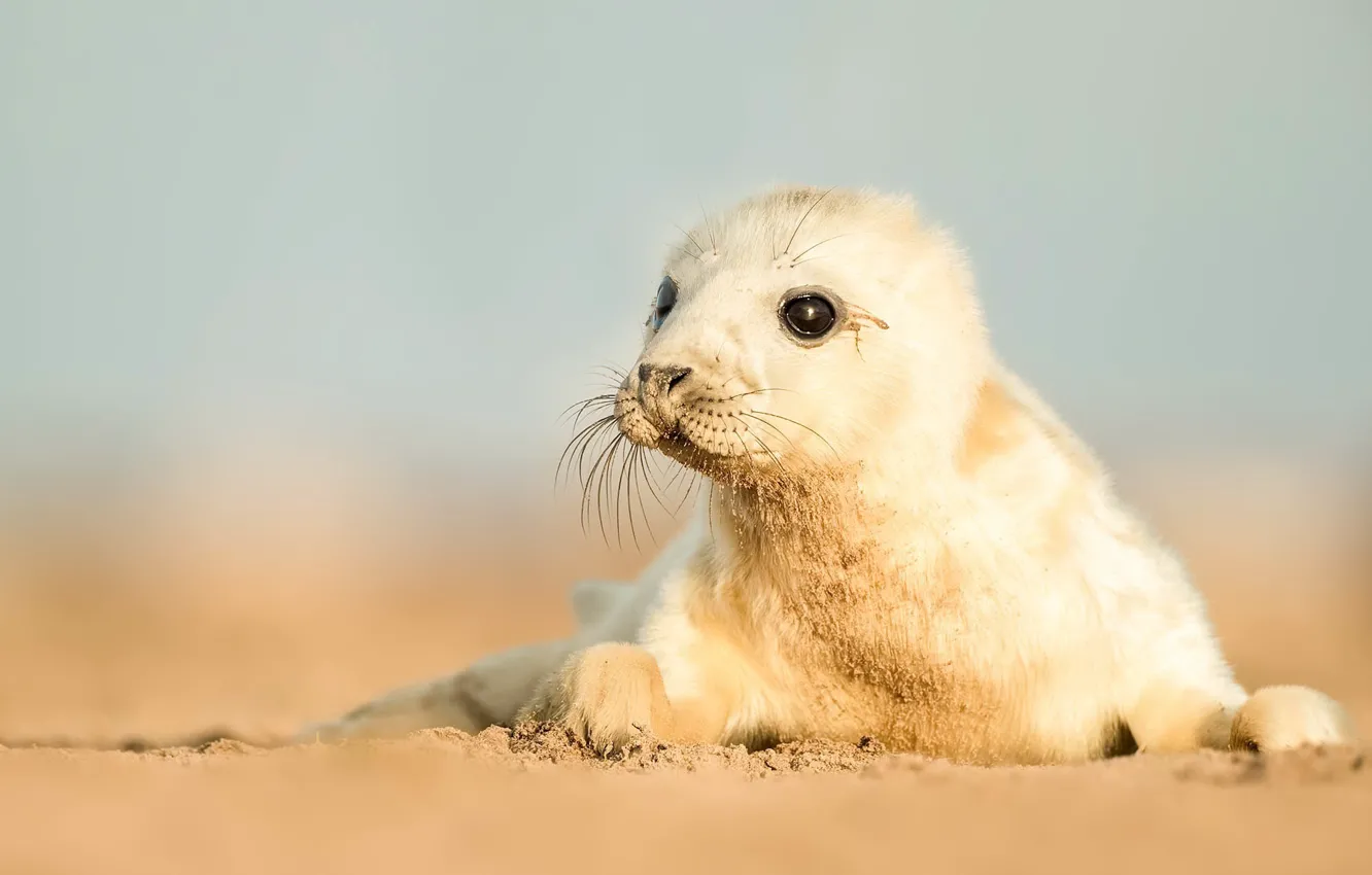 Photo wallpaper nature, background, seal
