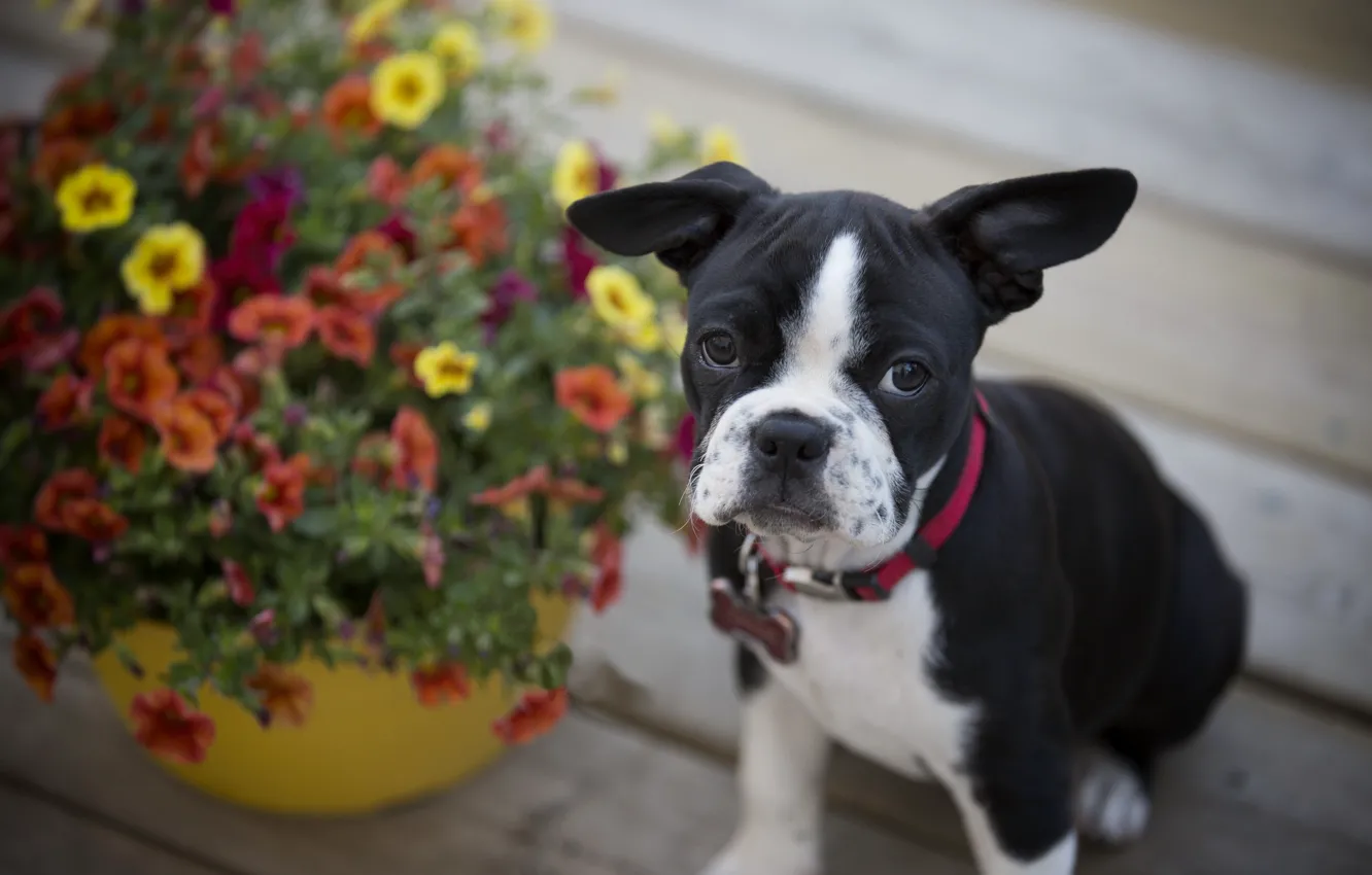 Photo wallpaper flowers, dog, puppy