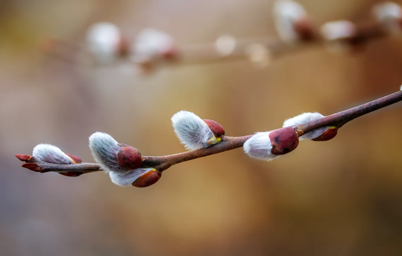 Photo wallpaper branches, background, nature, kidney, bokeh, IVA, Verba, flowering