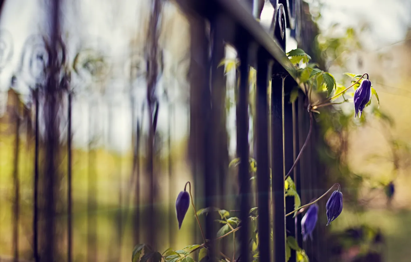 Photo wallpaper flowers, blue, nature, the fence, plant, focus, fence, grille