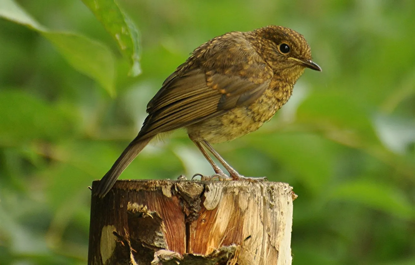 Photo wallpaper bird, beak, tail, Robin