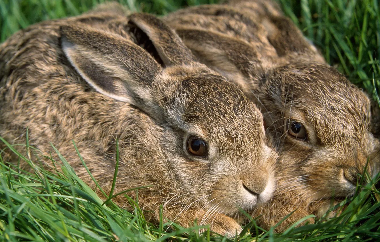 Photo wallpaper grass, rabbits, rabbits