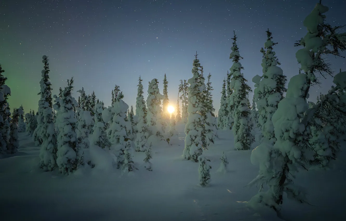 Photo wallpaper winter, forest, the sun, stars, snow, trees, sunset, nature