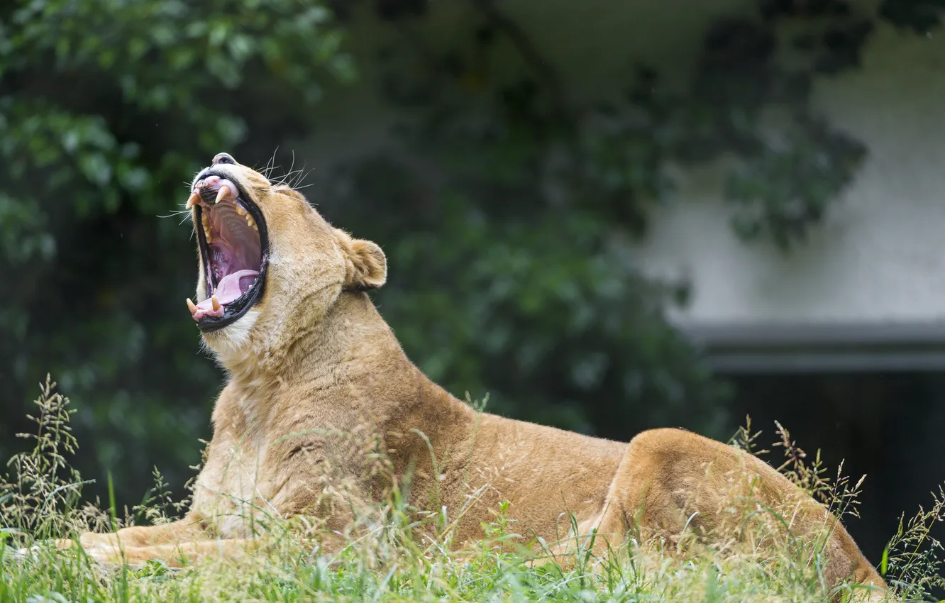 Photo wallpaper cat, grass, mouth, lioness, yawns, ©Tambako The Jaguar