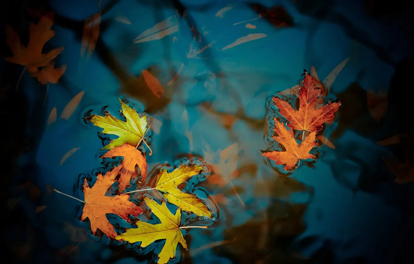 Photo wallpaper water, autumn, leaves, maple