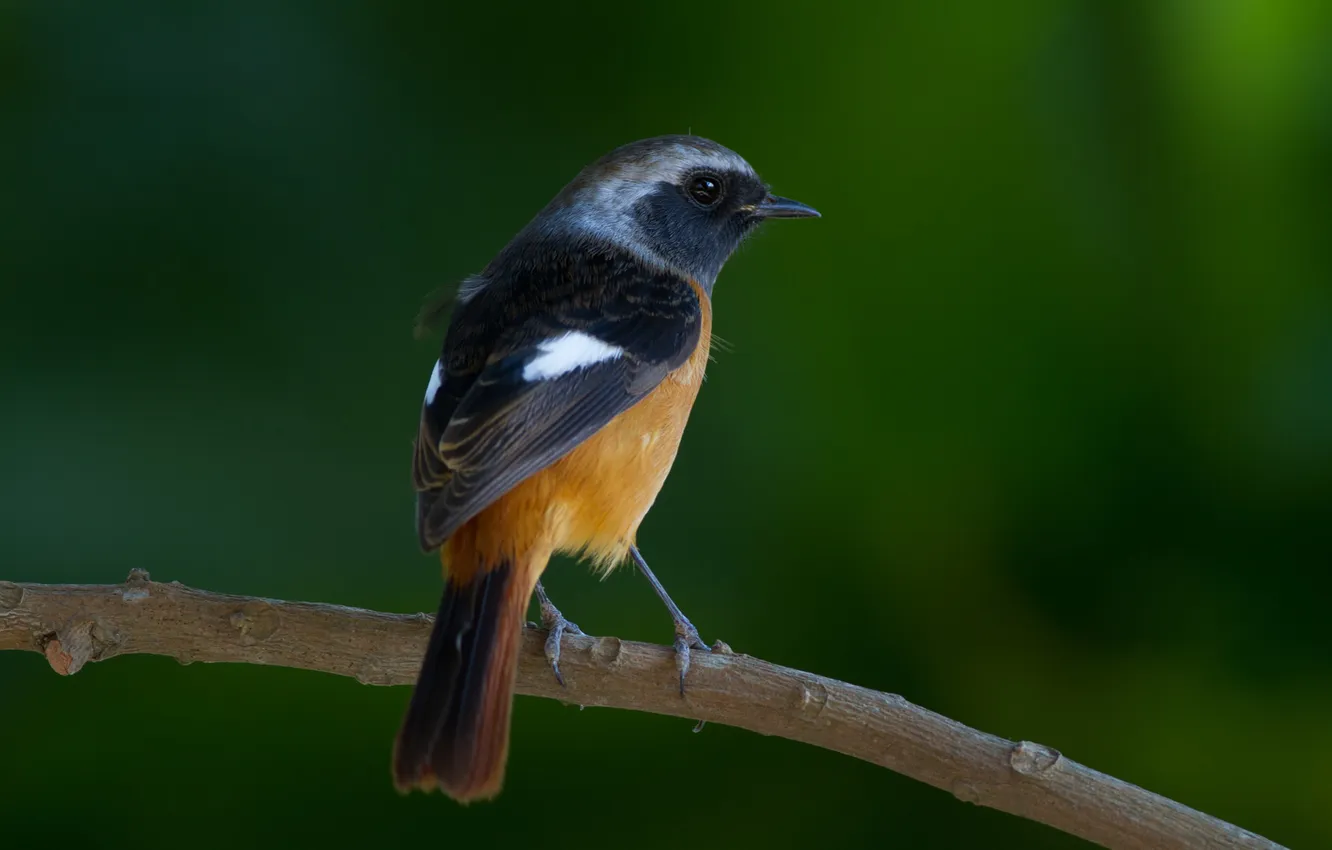 Photo wallpaper macro, branches, bird, green background, tail